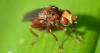 Sicus ferrugineus